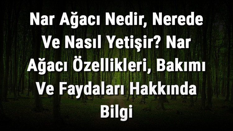 Nar Ağacı Nedir, Nerede Ve Nasıl Yetişir Nar Ağacı Özellikleri, Bakımı Ve Faydaları Hakkında Bilgi