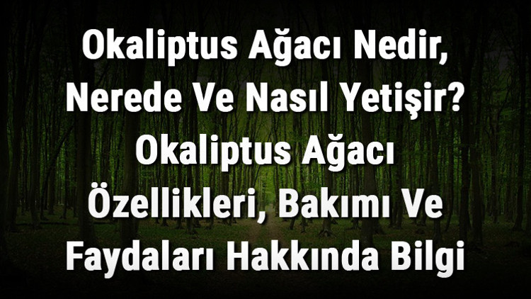 Okaliptus Ağacı Nedir, Nerede Ve Nasıl Yetişir Okaliptus Ağacı Özellikleri, Bakımı Ve Faydaları Hakkında Bilgi Okaliptus Ağacı Nedir, Nerede Ve Nasıl Yetişir Okaliptus Ağacı Özellikleri, Bakımı Ve Faydaları Hakkında Bilgi