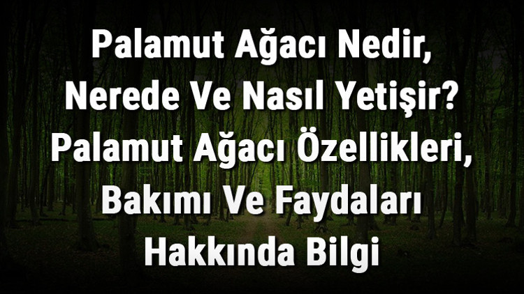 Palamut Ağacı Nedir, Nerede Ve Nasıl Yetişir Palamut Ağacı Özellikleri, Bakımı Ve Faydaları Hakkında Bilgi