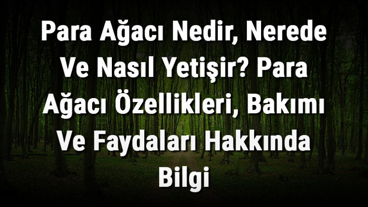 Para Ağacı Nedir, Nerede Ve Nasıl Yetişir Para Ağacı Özellikleri, Bakımı Ve Faydaları Hakkında Bilgi Para Ağacı Nedir, Nerede Ve Nasıl Yetişir Para Ağacı Özellikleri, Bakımı Ve Faydaları Hakkında Bilgi