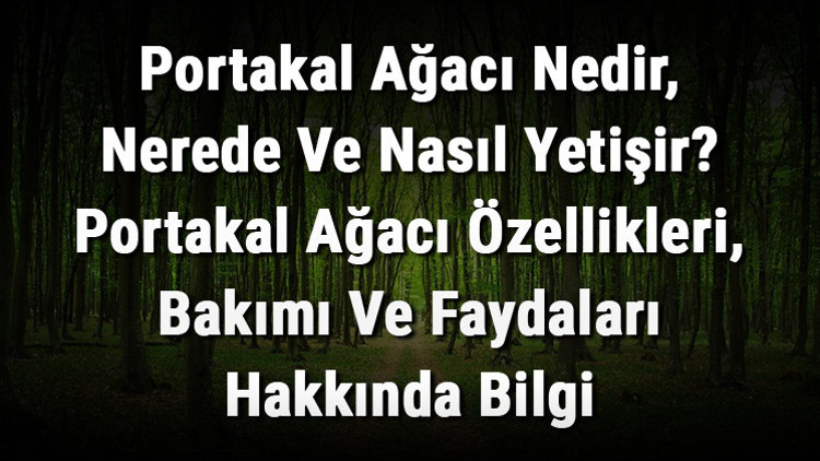 Portakal Ağacı Nedir, Nerede Ve Nasıl Yetişir Portakal Ağacı Özellikleri, Bakımı Ve Faydaları Hakkında Bilgi