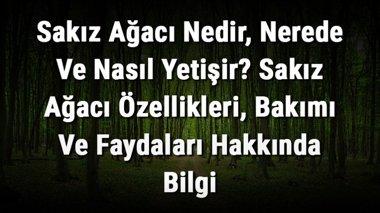 Sakız Ağacı Nedir, Nerede Ve Nasıl Yetişir Sakız Ağacı Özellikleri, Bakımı Ve Faydaları Hakkında Bilgi