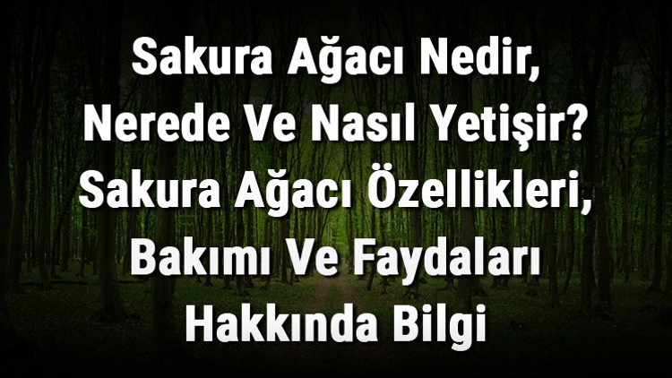 Sakura Ağacı Nedir, Nerede Ve Nasıl Yetişir Sakura Ağacı Özellikleri, Bakımı Ve Faydaları Hakkında Bilgi