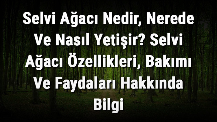 Selvi Ağacı Nedir, Nerede Ve Nasıl Yetişir Selvi Ağacı Özellikleri, Bakımı Ve Faydaları Hakkında Bilgi