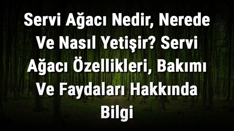 Servi Ağacı Nedir, Nerede Ve Nasıl Yetişir Servi Ağacı Özellikleri, Bakımı Ve Faydaları Hakkında Bilgi