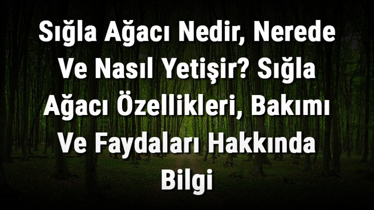 Sığla Ağacı Nedir, Nerede Ve Nasıl Yetişir Sığla Ağacı Özellikleri, Bakımı Ve Faydaları Hakkında Bilgi