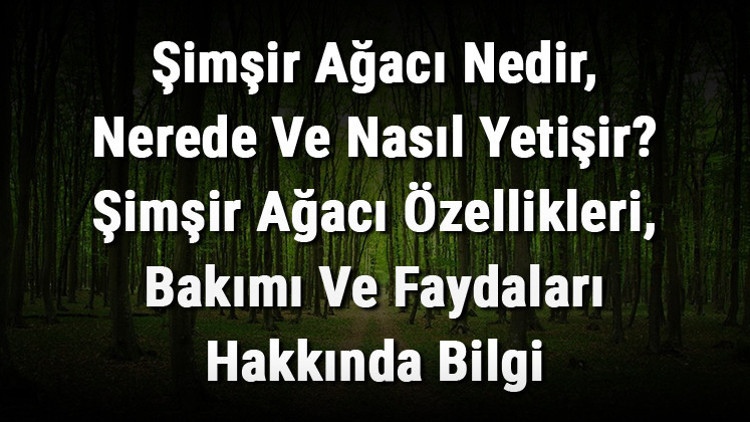 Şimşir Ağacı Nedir, Nerede Ve Nasıl Yetişir Şimşir Ağacı Özellikleri, Bakımı Ve Faydaları Hakkında Bilgi