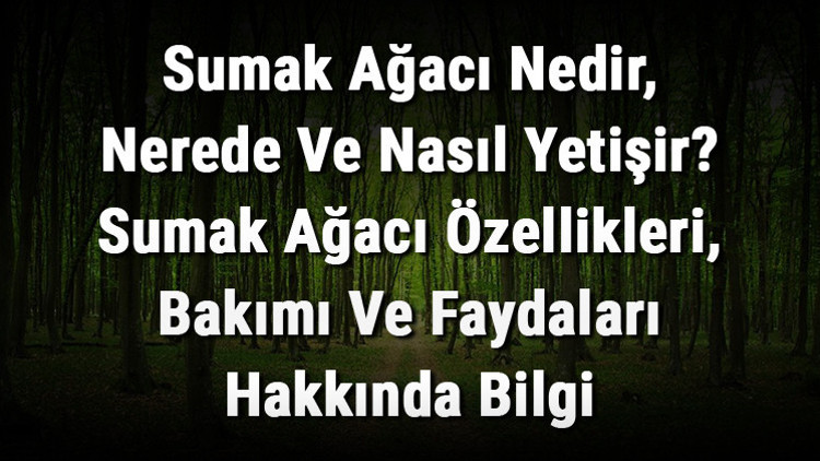 Sumak Ağacı Nedir, Nerede Ve Nasıl Yetişir Sumak Ağacı Özellikleri, Bakımı Ve Faydaları Hakkında Bilgi