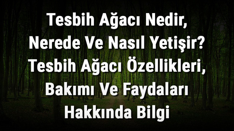 Tesbih Ağacı Nedir, Nerede Ve Nasıl Yetişir Tesbih Ağacı Özellikleri, Bakımı Ve Faydaları Hakkında Bilgi