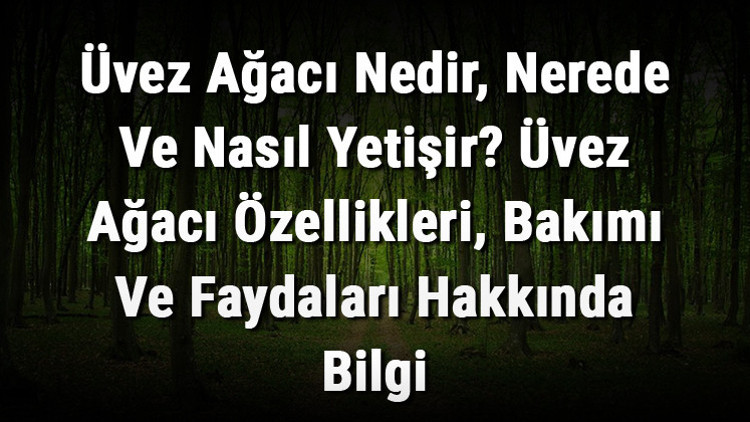 Üvez Ağacı Nedir, Nerede Ve Nasıl Yetişir Üvez Ağacı Özellikleri, Bakımı Ve Faydaları Hakkında Bilgi