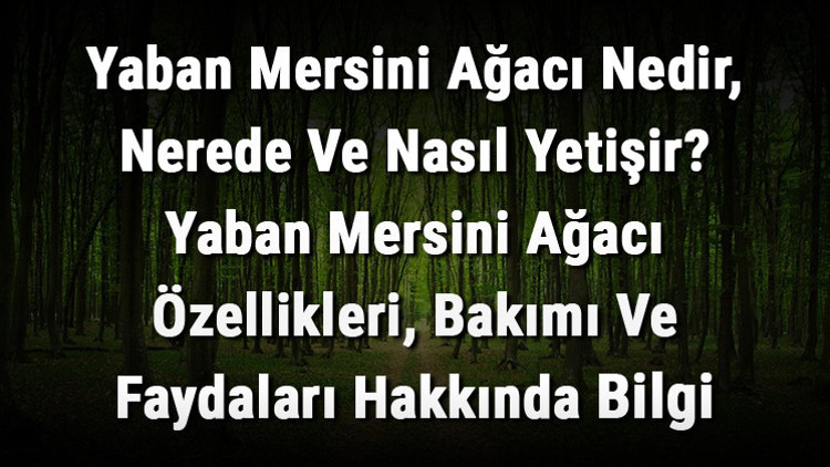 Yaban Mersini Ağacı Nedir, Nerede Ve Nasıl Yetişir Yaban Mersini Ağacı Özellikleri, Bakımı Ve Faydaları Hakkında Bilgi