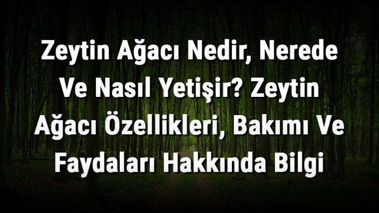 Zeytin Ağacı Nedir, Nerede Ve Nasıl Yetişir Zeytin Ağacı Özellikleri, Bakımı Ve Faydaları Hakkında Bilgi