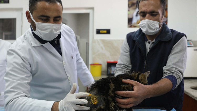 Çivili sopayla kediye dehşeti yaşatmıştı Kendini böyle affettirdi Çivili sopayla kediye dehşeti yaşatmıştı Kendini böyle affettirdi