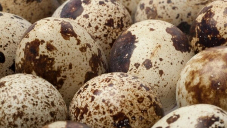 Bıldırcın yumurtasının faydaları neler İşte bıldırcın yumurtasının yararları