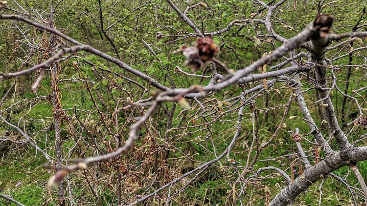 Fındık üreticisi zorda Yüzde 90a varan kayıp var