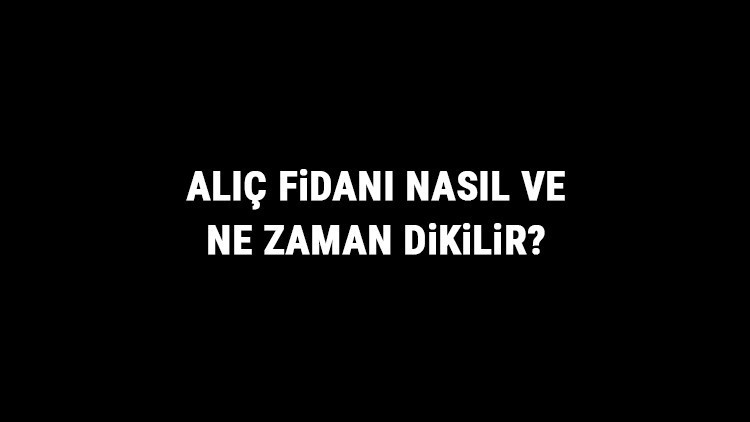Alıç Fidanı Nasıl Ve Ne Zaman Dikilir Alıç Fidanı Yetiştirme, Bakımı Ve Fiyatları Alıç Fidanı Nasıl Ve Ne Zaman Dikilir Alıç Fidanı Yetiştirme, Bakımı Ve Fiyatları