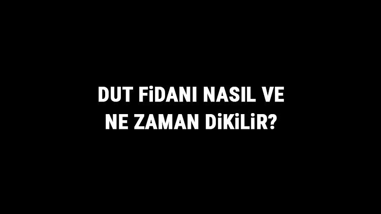 Dut Fidanı Nasıl Ve Ne Zaman Dikilir Dut Fidanı Yetiştirme, Bakımı Ve Fiyatları