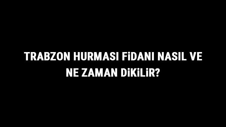 Trabzon Hurması Fidanı Nasıl Ve Ne Zaman Dikilir Trabzon Hurması Fidanı Yetiştirme, Bakımı Ve Fiyatları