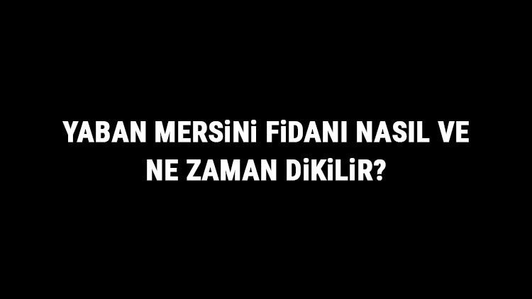 Yaban Mersini Fidanı Nasıl Ve Ne Zaman Dikilir Yaban Mersini Fidanı Yetiştirme, Bakımı Ve Fiyatları