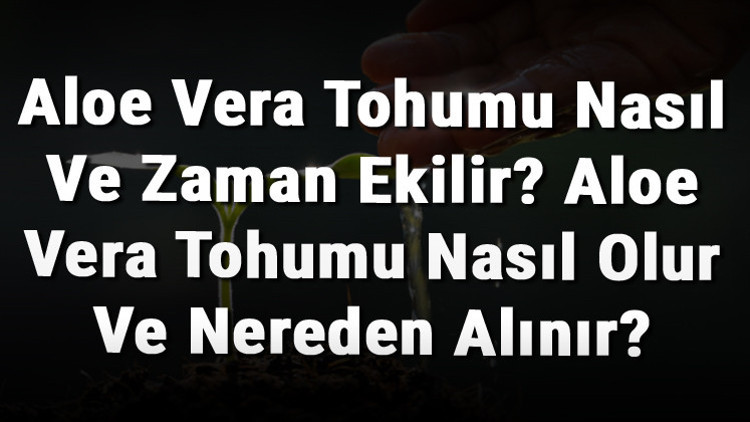 Aloe Vera Tohumu Nasl Ve Zaman Ekilir? Aloe Vera Tohumu Nasl Olur Ve  Nereden Alnr? - Mahmure