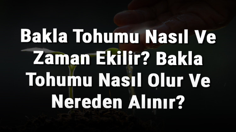 Bakla Tohumu Nasıl Ve Zaman Ekilir Bakla Tohumu Nasıl Olur Ve Nereden Alınır