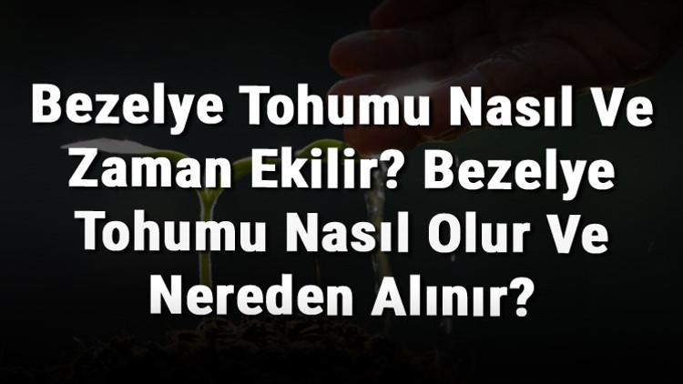 Bezelye Tohumu Nasıl Ve Zaman Ekilir Bezelye Tohumu Nasıl Olur Ve Nereden Alınır