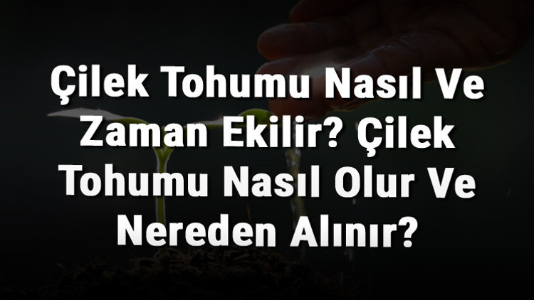 Çilek Tohumu Nasıl Ve Zaman Ekilir Çilek Tohumu Nasıl Olur Ve Nereden Alınır