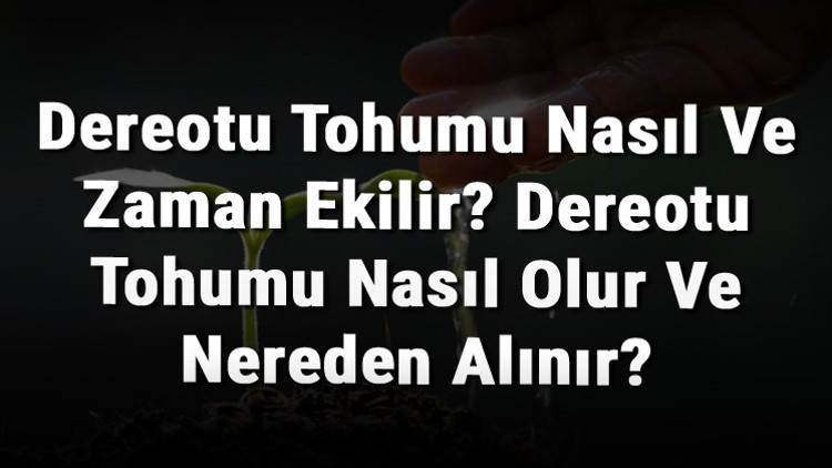 Dereotu Tohumu Nasıl Ve Zaman Ekilir Dereotu Tohumu Nasıl Olur Ve Nereden Alınır