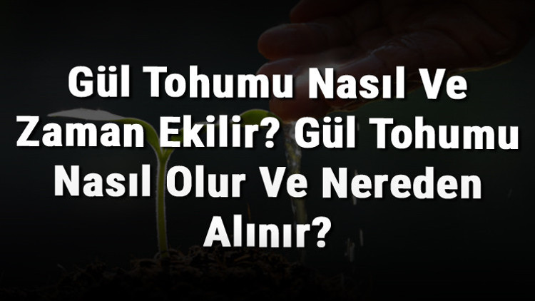 Gül Tohumu Nasıl Ve Zaman Ekilir Gül Tohumu Nasıl Olur Ve Nereden Alınır Gül Tohumu Nasıl Ve Zaman Ekilir Gül Tohumu Nasıl Olur Ve Nereden Alınır