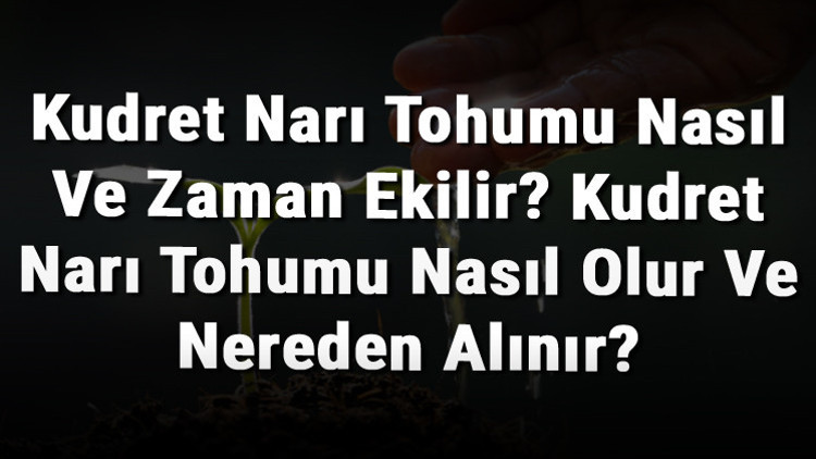 Kudret Narı Tohumu Nasıl Ve Zaman Ekilir Kudret Narı Tohumu Nasıl Olur Ve Nereden Alınır Kudret Narı Tohumu Nasıl Ve Zaman Ekilir Kudret Narı Tohumu Nasıl Olur Ve Nereden Alınır