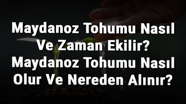 Maydanoz Tohumu Nasıl Ve Zaman Ekilir Maydanoz Tohumu Nasıl Olur Ve Nereden Alınır
