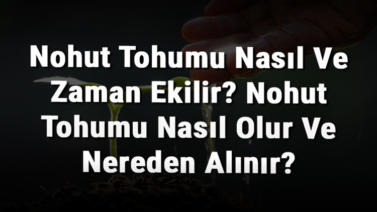 Nohut Tohumu Nasıl Ve Zaman Ekilir Nohut Tohumu Nasıl Olur Ve Nereden Alınır