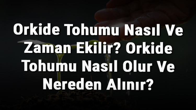Orkide Tohumu Nasıl Ve Zaman Ekilir Orkide Tohumu Nasıl Olur Ve Nereden Alınır