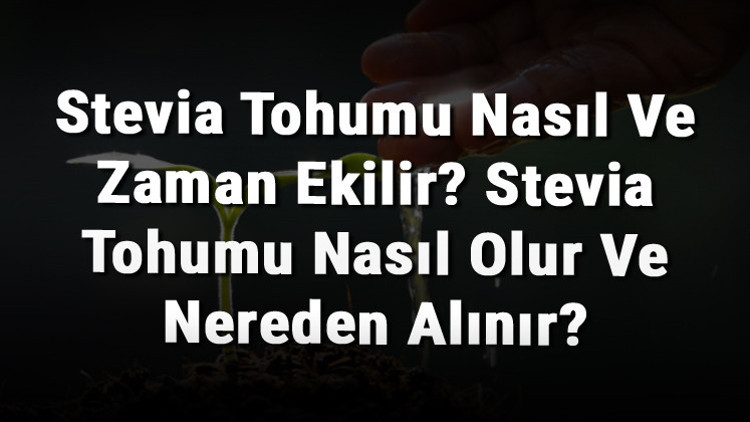 Stevia Tohumu Nasıl Ve Zaman Ekilir Stevia Tohumu Nasıl Olur Ve Nereden Alınır