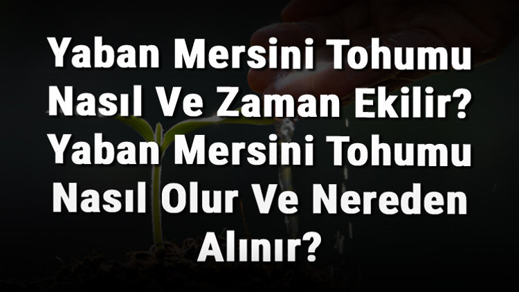 Yaban Mersini Tohumu Nasıl Ve Zaman Ekilir Yaban Mersini Tohumu Nasıl Olur Ve Nereden Alınır