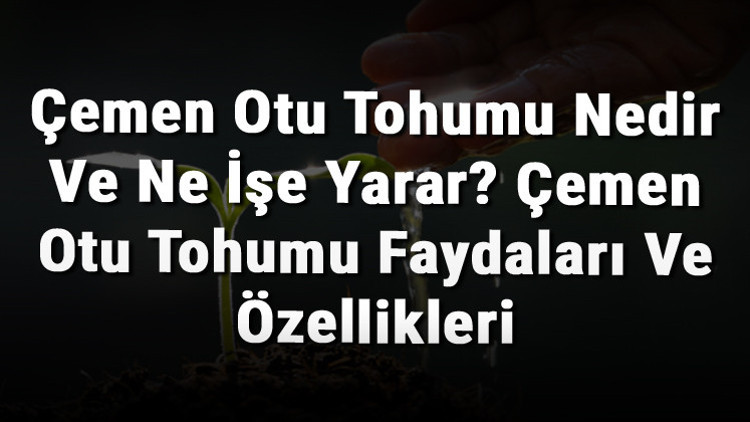 Çemen Otu Tohumu Nedir Ve Ne İşe Yarar Çemen Otu Tohumu Faydaları Ve Özellikleri