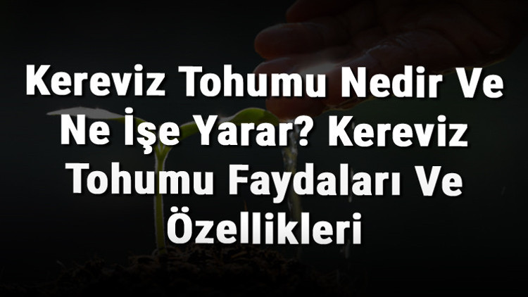 Kereviz Tohumu Nedir Ve Ne İşe Yarar Kereviz Tohumu Faydaları Ve Özellikleri