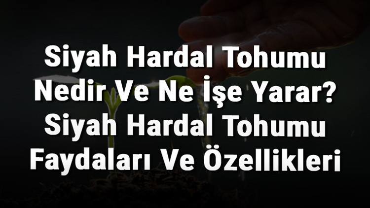 Siyah Hardal Tohumu Nedir Ve Ne İşe Yarar? Siyah Hardal Tohumu Faydaları Ve Özellikleri