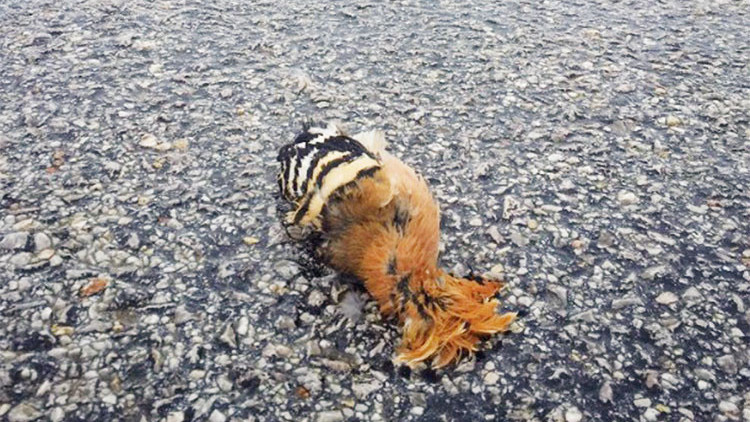 Yoldaki cana dikkat Yoldaki cana dikkat