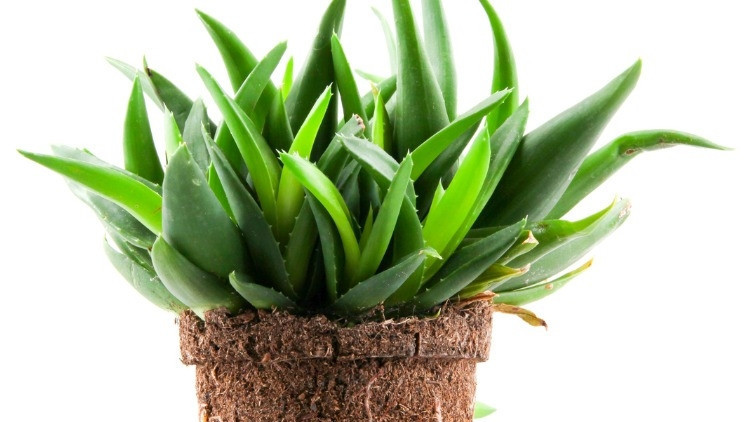 Evde aloe vera bakımı nasıl yapılır