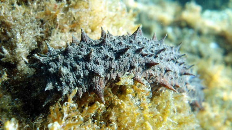 Meksikalı balıkçılardan Japon yakuzasına herkes onların peşinde