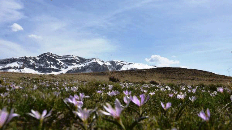 Nemrut’un kardelenleri, görsel şölen sunuyor
