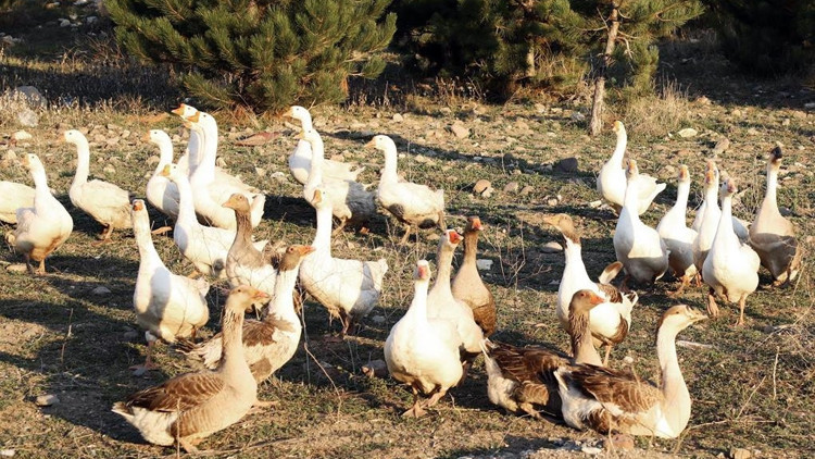 Hobi civcivler ekmek kapısı oldu