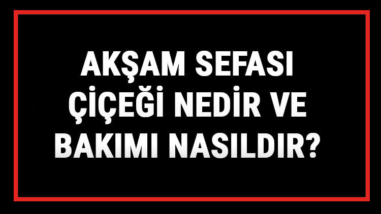 Akşam Sefası Çiçeği Nedir Ve Bakımı Nasıldır Akşam Sefası Çiçeği Anlamı, Özellikleri, Faydaları Ve Yetiştiriciliği