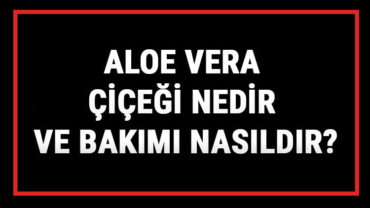 Aloe Vera Çiçeği Nedir Ve Bakımı Nasıldır Aloe Vera Çiçeği Anlamı, Özellikleri, Faydaları Ve Yetiştiriciliği
