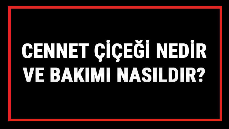 Cennet Çiçeği Nedir Ve Bakımı Nasıldır Cennet Çiçeği Anlamı, Özellikleri, Faydaları Ve Yetiştiriciliği