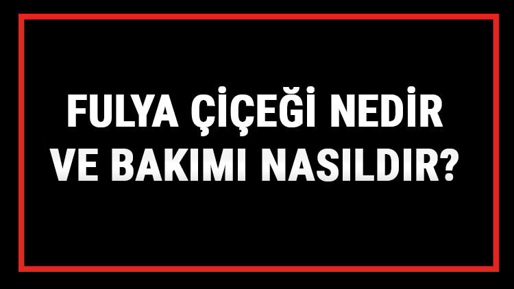 Fulya Çiçeği Nedir Ve Bakımı Nasıldır Fulya Çiçeği Anlamı, Özellikleri, Faydaları Ve Yetiştiriciliği