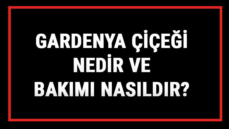Gardenya Çiçeği Nedir Ve Bakımı Nasıldır Gardenya Çiçeği Anlamı, Özellikleri, Faydaları Ve Yetiştiriciliği Gardenya Çiçeği Nedir Ve Bakımı Nasıldır Gardenya Çiçeği Anlamı, Özellikleri, Faydaları Ve Yetiştiriciliği