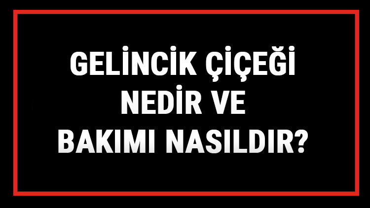 Gelincik Çiçeği Nedir Ve Bakımı Nasıldır Gelincik Çiçeği Anlamı, Özellikleri, Faydaları Ve Yetiştiriciliği