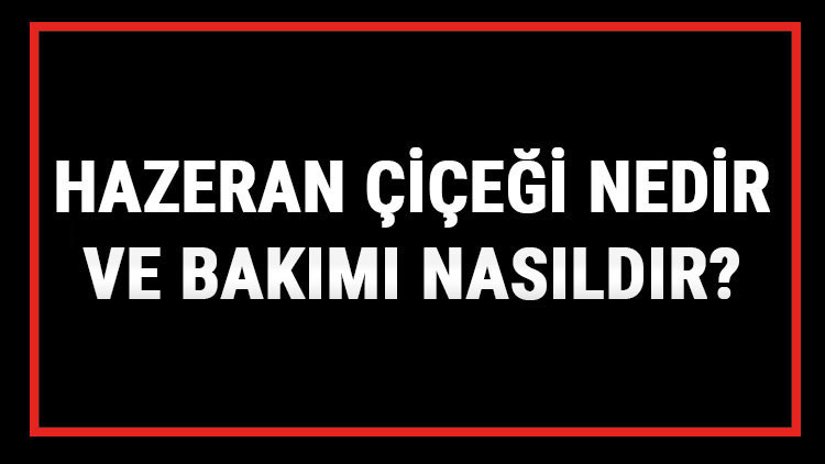 Hazeran Çiçeği Nedir Ve Bakımı Nasıldır Hazeran Çiçeği (Delfinyum) Anlamı, Özellikleri, Faydaları Ve Yetiştiriciliği Hazeran Çiçeği Nedir Ve Bakımı Nasıldır Hazeran Çiçeği (Delfinyum) Anlamı, Özellikleri, Faydaları Ve Yetiştiriciliği